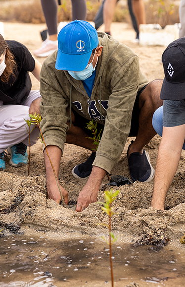 Carbon offsetting: Making the most of mangroves